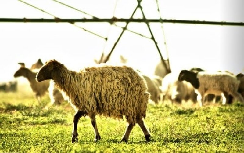 تهريب الأغنام السورية خارج السيطرة .. وارتفاع أسعار اللحوم المتغير الأول