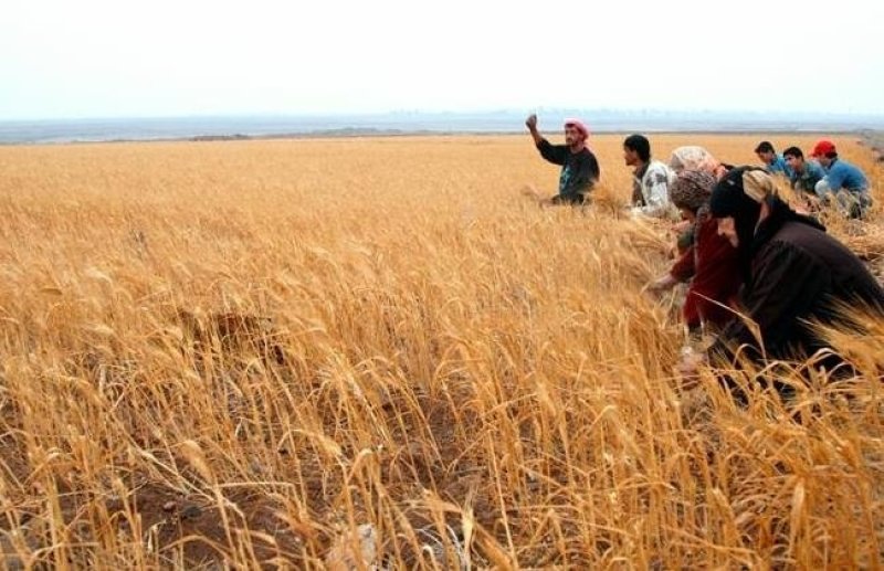 زائد ناقص