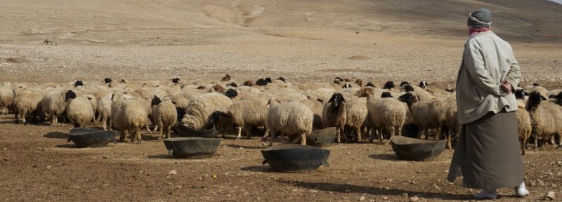 الزراعة السورية بعد ست سنوات.. وخسارة 16 مليار دولار!