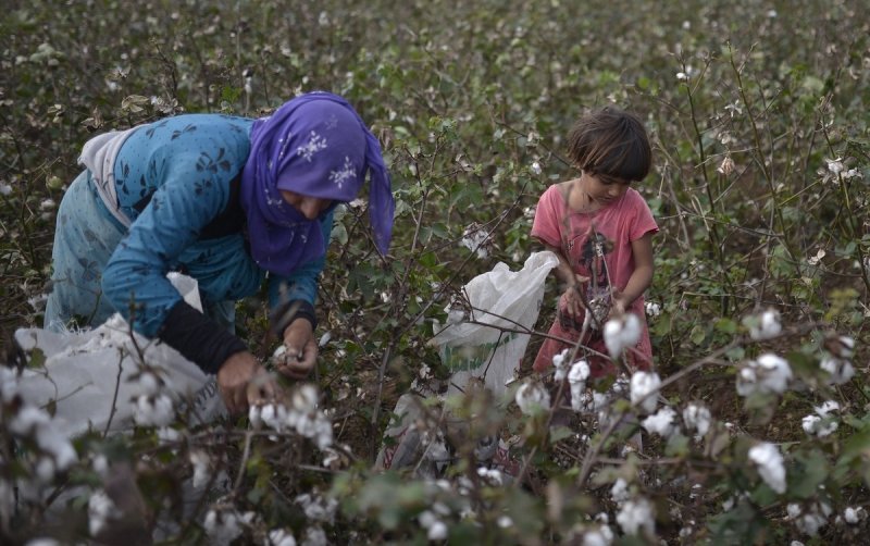 مزارعو الرقة: لم ييأسوا بعد من القطن