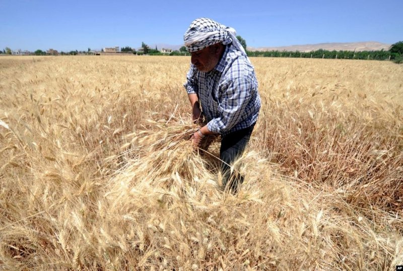 القمح سلاح في «أزمة الجزيرة»