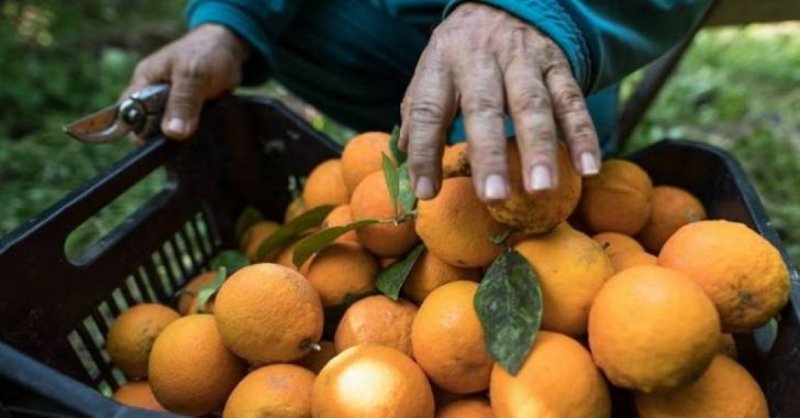 توزّع عوائد موسم الحمضيات... بين المنتجين والتجار والمصدرين