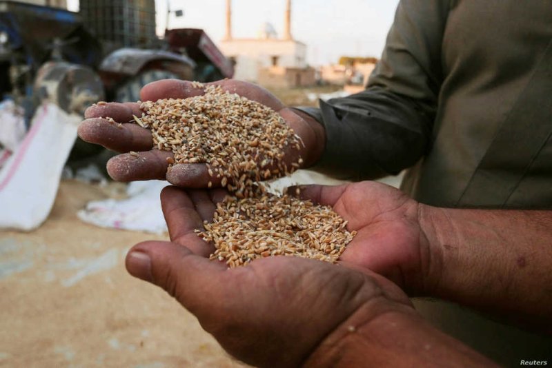 العقوبات و(السلبطة)... مثال من القمح