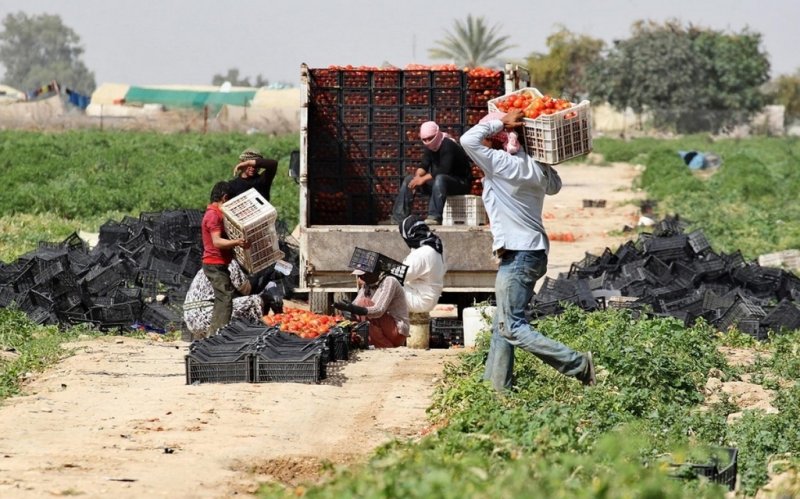 الفلاح يربح من البندورة: 100 ليرة في الكيلو! وربح 33% من التكاليف
